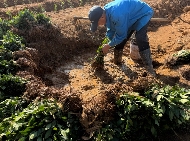 老茶园焕新种 “白茶1号”开启茶产业升级路