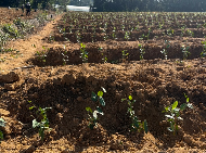 老茶园焕新种 “白茶1号”开启茶产业升级路