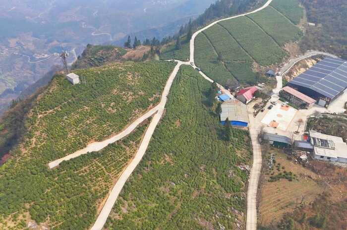 “安”字号茶叶出山记