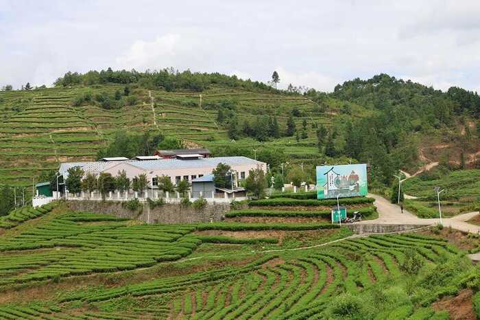 “安”字号茶叶出山记