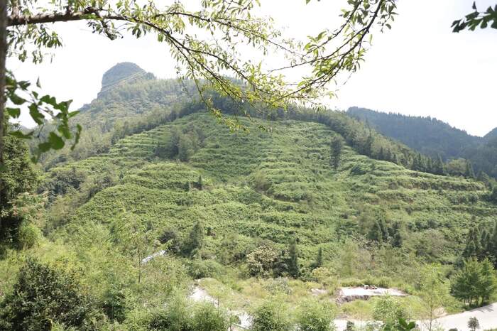 “安”字号茶叶出山记