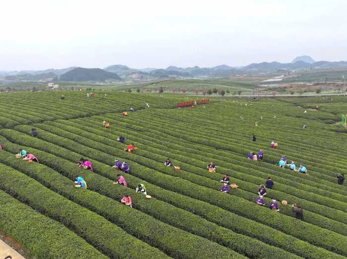 “安”字号茶叶出山记