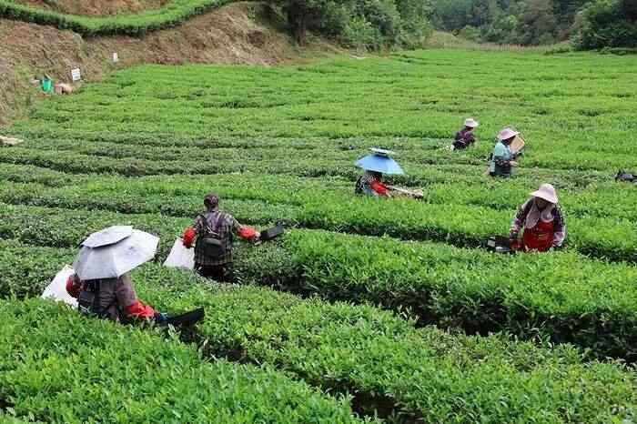 “安”字号茶叶出山记