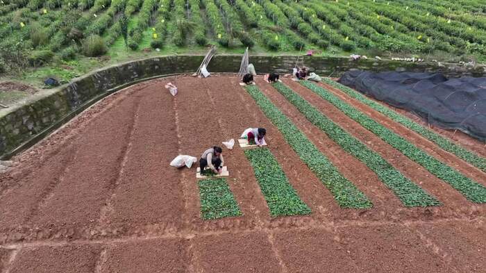 旺苍：茶树育苗正当时 来年增收底气足
