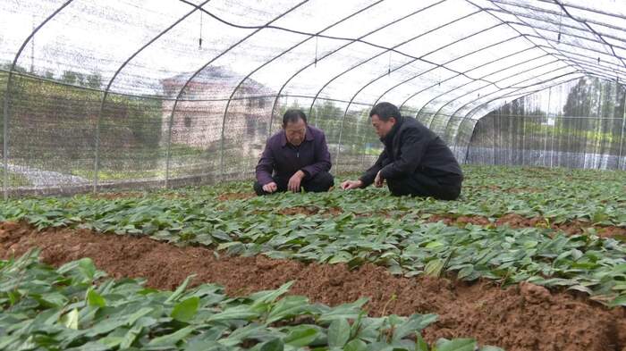 旺苍：茶树育苗正当时 来年增收底气足