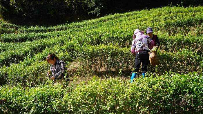 将乐茶产业“泡”出新生机 乡村振兴再出发