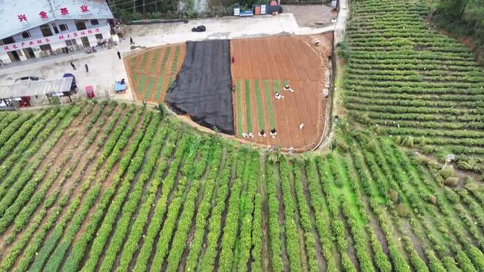 旺苍：茶树育苗正当时 来年增收底气足