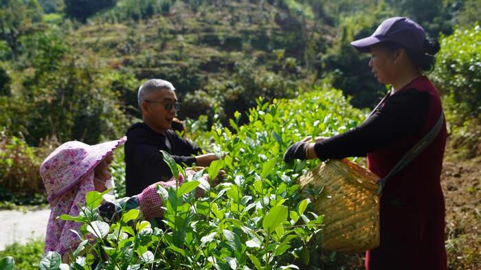 将乐茶产业“泡”出新生机 乡村振兴再出发