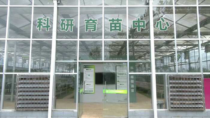 旺苍：茶树育苗正当时 来年增收底气足