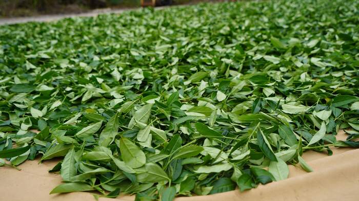 将乐茶产业“泡”出新生机 乡村振兴再出发