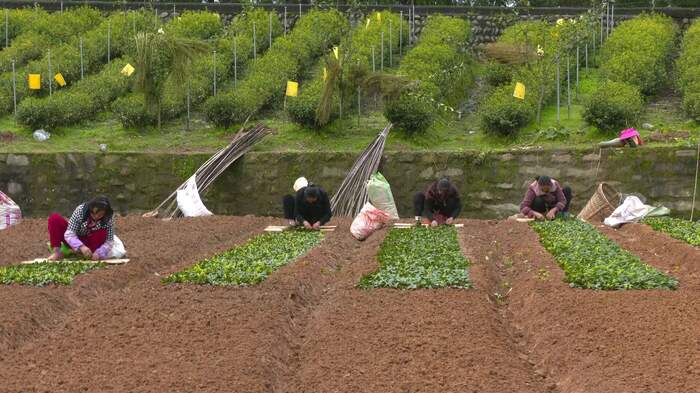 旺苍：茶树育苗正当时 来年增收底气足