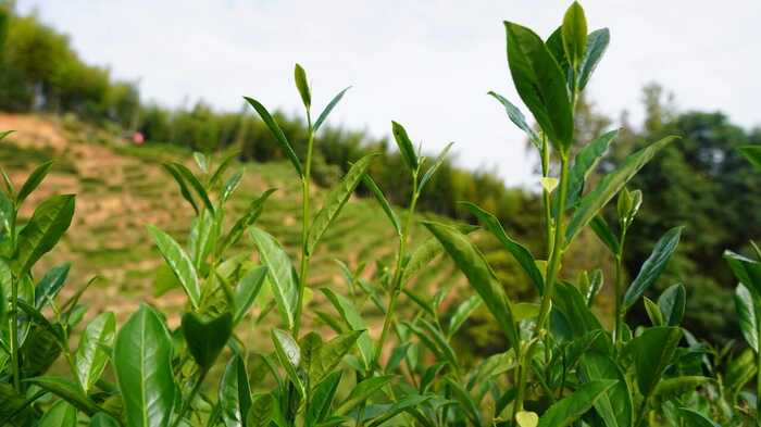 将乐茶产业“泡”出新生机 乡村振兴再出发