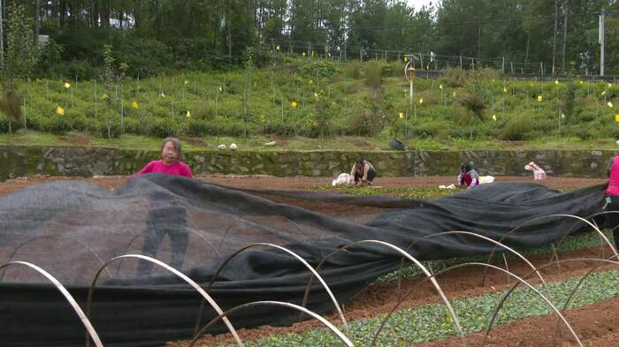 旺苍：茶树育苗正当时 来年增收底气足