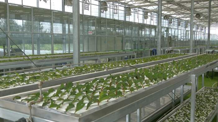 旺苍：茶树育苗正当时 来年增收底气足