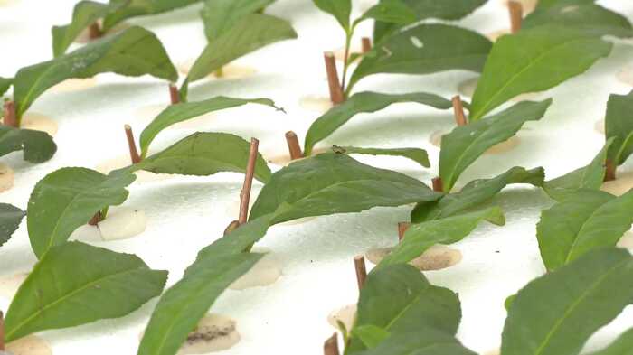 旺苍：茶树育苗正当时 来年增收底气足