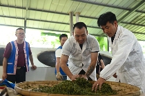 勐腊县象明乡：一片“茶叶”铺就乡村振兴路