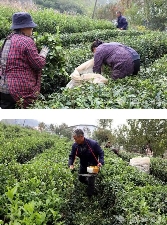 竹山县大叶茶加工助茶产业提质增效