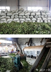 竹山县大叶茶加工助茶产业提质增效