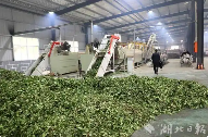 竹山县大叶茶加工助茶产业提质增效