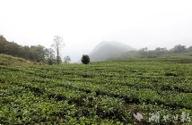 竹山县大叶茶加工助茶产业提质增效
