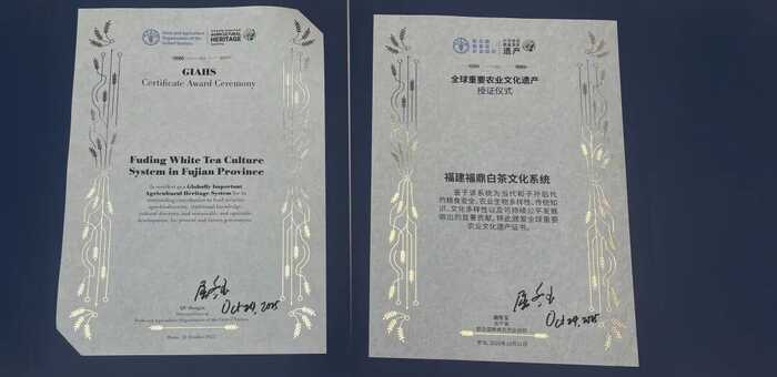 福鼎白茶文化系统获联合国正式授牌，全球首张白茶类世界级“金名片”
