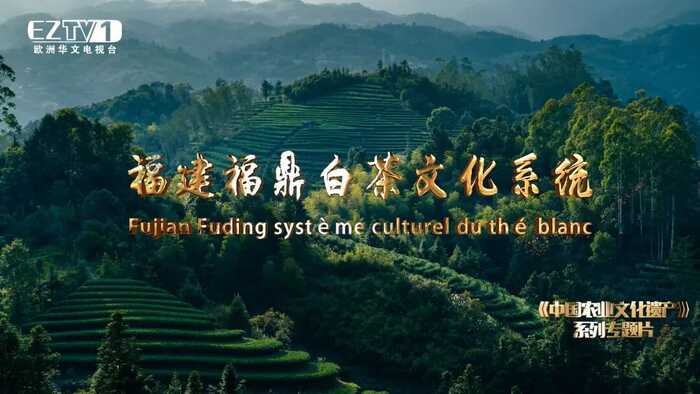 福鼎白茶文化系统获联合国正式授牌，全球首张白茶类世界级“金名片”