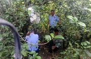 云南双江县：“茶山卫士”守护古茶树群“金叶子”