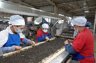 全国首台普洱茶拣剔机器人在云南成熟应用