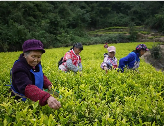 德江县延长茶产业链破解“增产不增收”难题