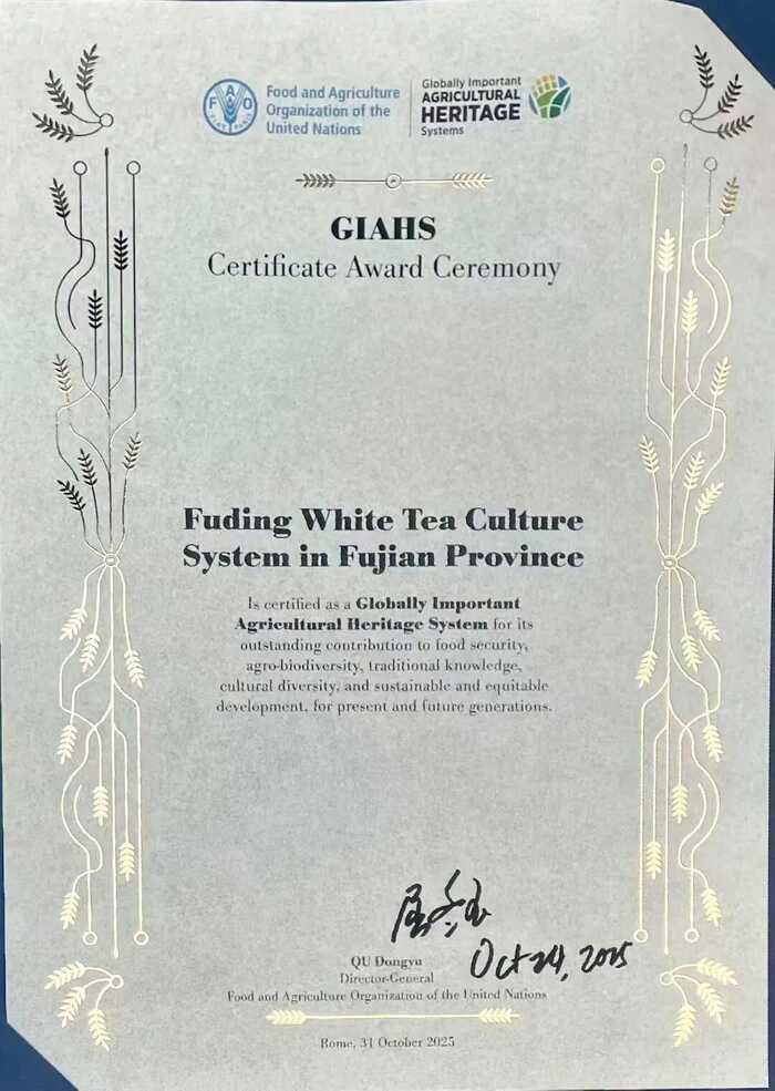 福鼎白茶文化系统获联合国正式授牌，全球首张白茶类世界级“金名片”