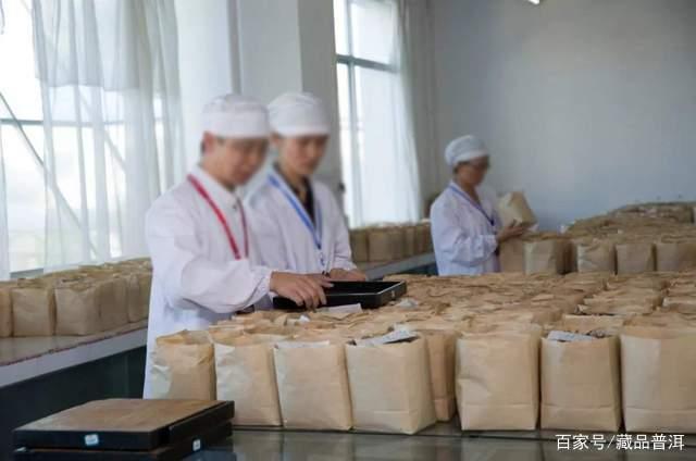 普洱茶老料新压工艺解析 老茶韵味为何备受追捧