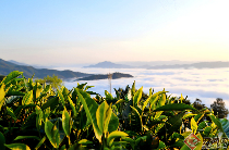 临沧临翔：邦东乡秋茶遇云海 山水画卷醉游人