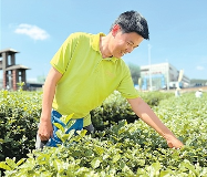 广西横州茉莉花：为残疾人生活带来清甜