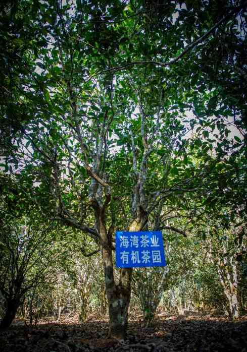 行业有机唛号茶首作 老同志“有机7548”即将发布！