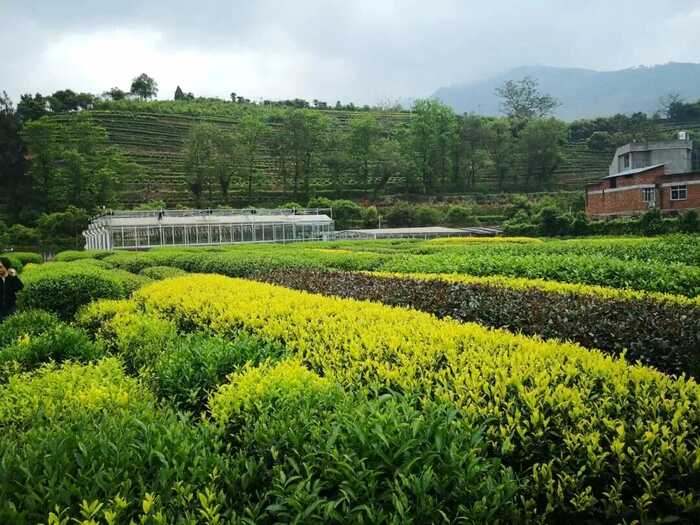 福建茶产业与三茶统筹融合发展新路径 九十载闽茶科研路,如何写好“三茶”大文章?