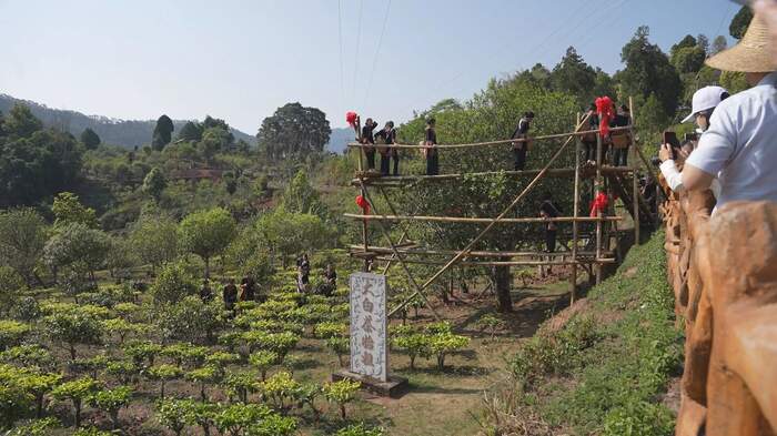 景谷茶产业四十年跨越式发展 智能化转型助力乡村振兴 四十年茶香漫山海:一片绿叶书写景谷传奇