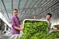 大坪坦村茶产业振兴路径解析:富农模式新样本 从“零水田”到“茶满山”——党建引领下的永平大坪坦村“茶经”新篇