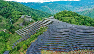 普洱茶圣地融合茶光互补模式催生绿色发展新路径 建行西双版纳州分行助力茶光互补项目开启绿色发展引擎