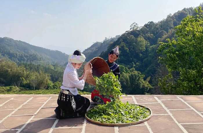 景谷茶产业发展:从传统到乡村振兴的生态富民新路径 四十年茶香漫山海:一片绿叶书写景谷传奇