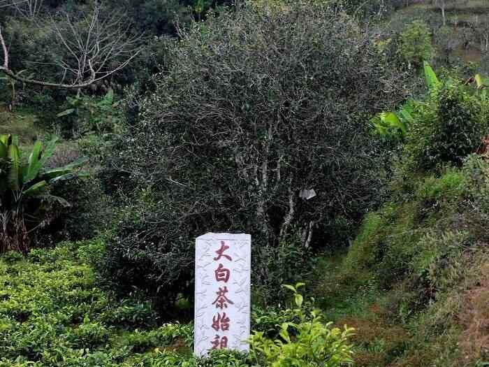 景谷茶产业发展:从传统到乡村振兴的生态富民新路径 四十年茶香漫山海:一片绿叶书写景谷传奇