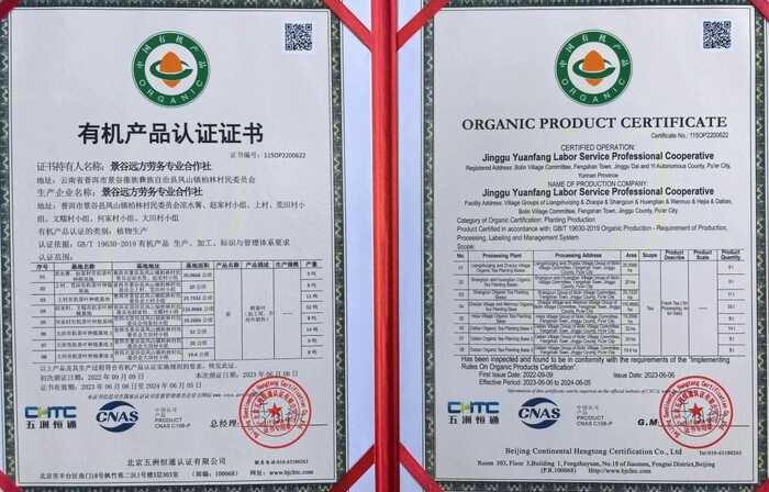 景谷茶产业发展:从传统到乡村振兴的生态富民新路径 四十年茶香漫山海:一片绿叶书写景谷传奇