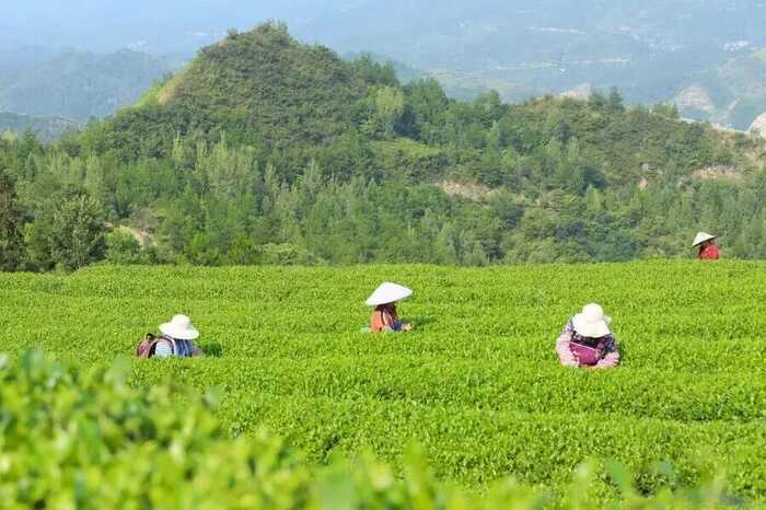 面临大考，秋茶产收形势将改写吗？