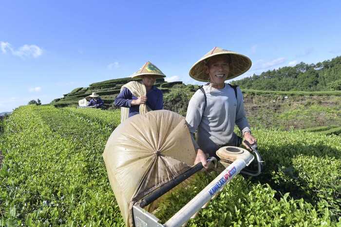 面临大考，秋茶产收形势将改写吗？