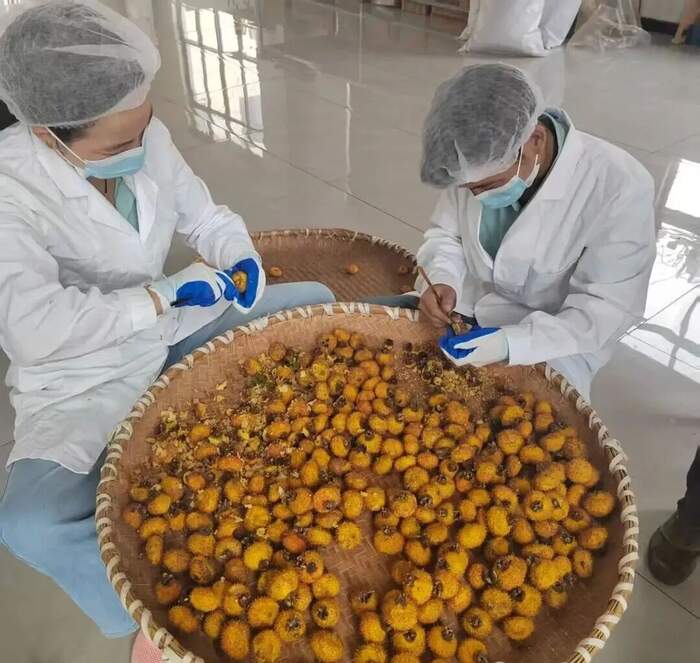 刺梨红茶创新工艺破解保鲜难题带动村民增收 红茶塞进刺梨“肚”!汉中奇招增收火出圈