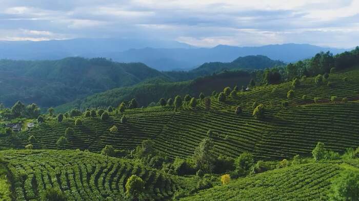 四十年茶香漫山海：一片绿叶书写景谷传奇