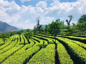 从“零水田”到“茶满山”——党建引领下的永平大坪坦村“茶经”新篇
