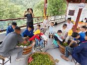 从“零水田”到“茶满山”——党建引领下的永平大坪坦村“茶经”新篇