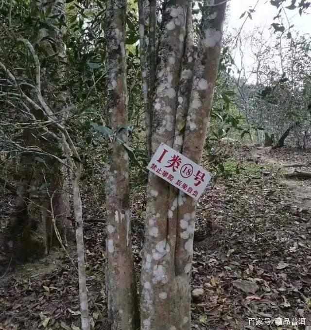 薄荷塘古树茶，易武小产区巅峰，身价暴涨为哪般？