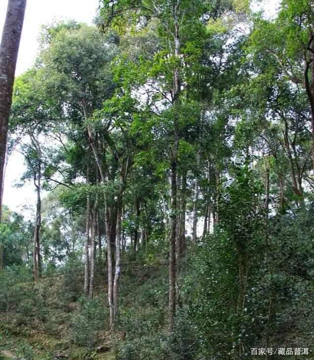薄荷塘古树茶，易武小产区巅峰，身价暴涨为哪般？