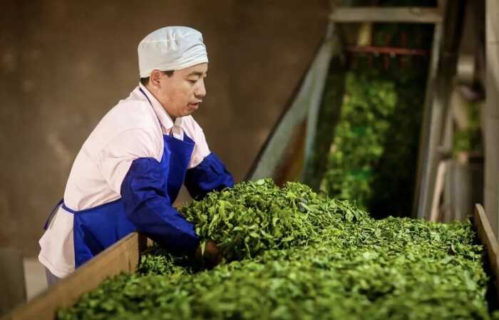 勐海茶厂"三全两检一集中"推动行业质量升级 大益入选云南省首席质量官典型案例